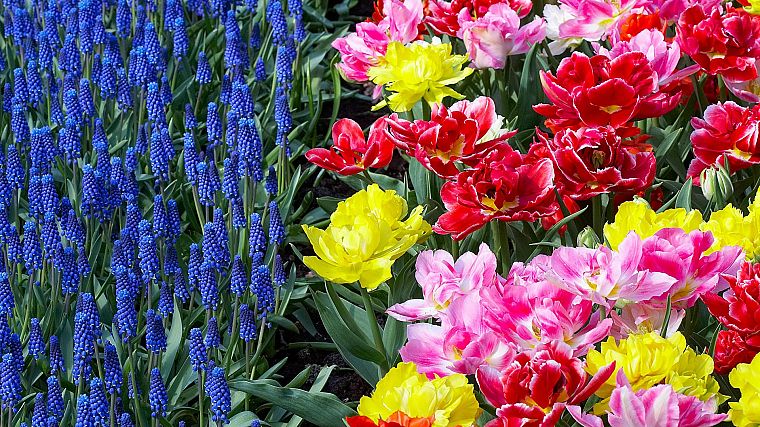 flowers, garden, tulips, Holland, hyacinths - desktop wallpaper