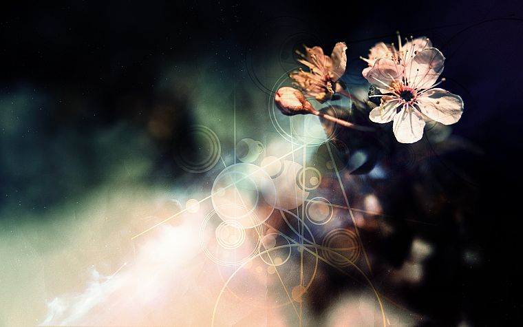 flowers, photo manipulation - desktop wallpaper