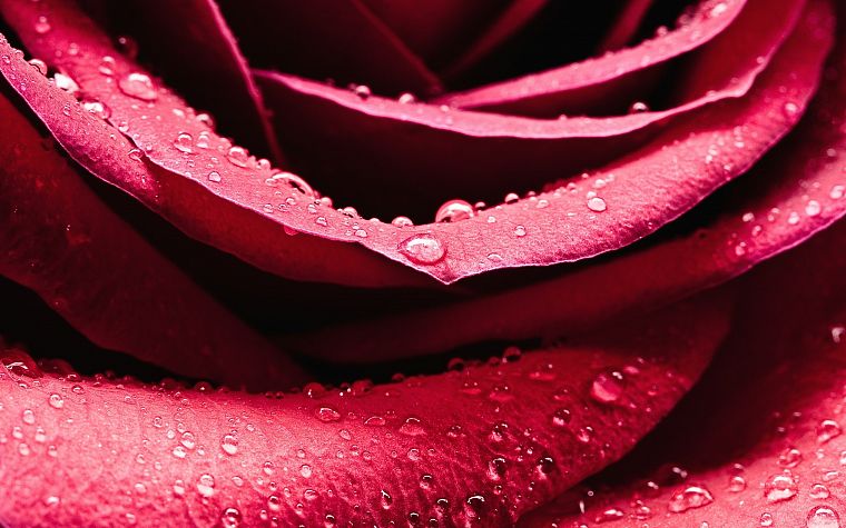 nature, flowers, pink, water drops, roses - desktop wallpaper