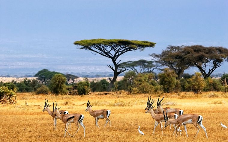 landscapes, animals, Africa, gazelle - desktop wallpaper