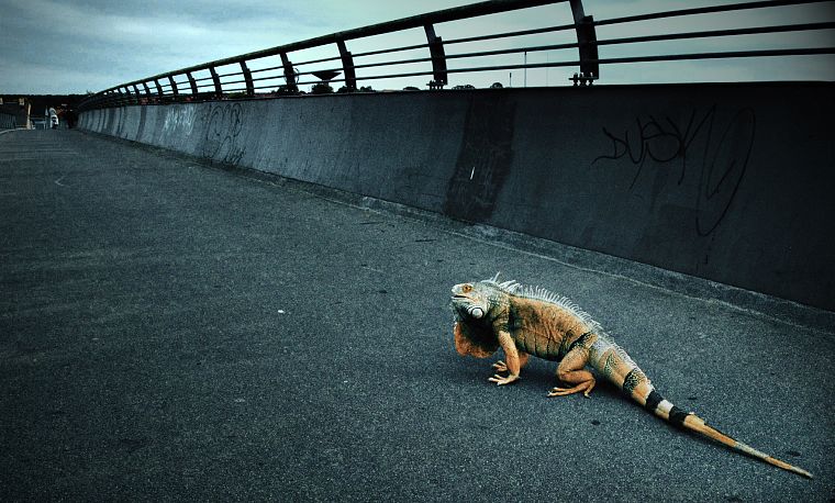 animals, roads, iguana - desktop wallpaper