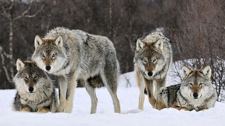 animals, gray, Norway, wolves - desktop wallpaper