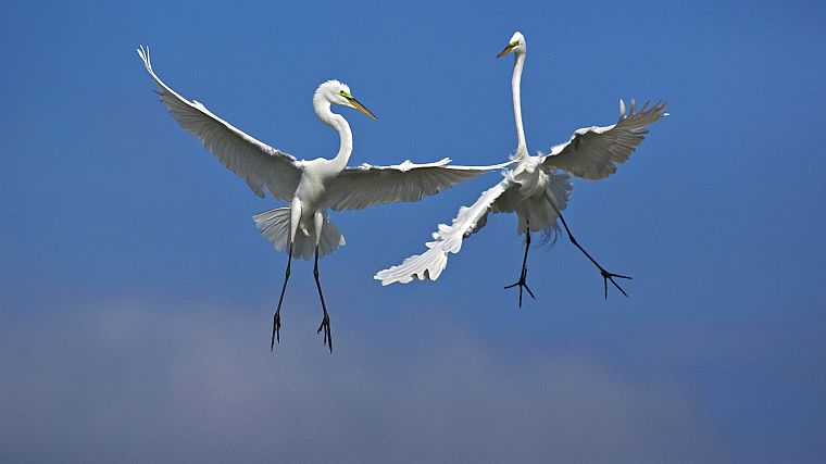 birds, fighting, Florida, Venice, male, flight, egrets - desktop wallpaper