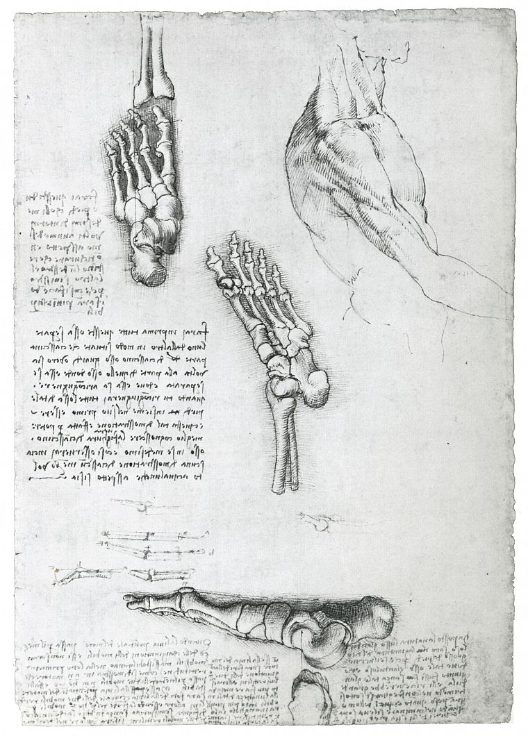 anatomy, Leonardo da Vinci - desktop wallpaper