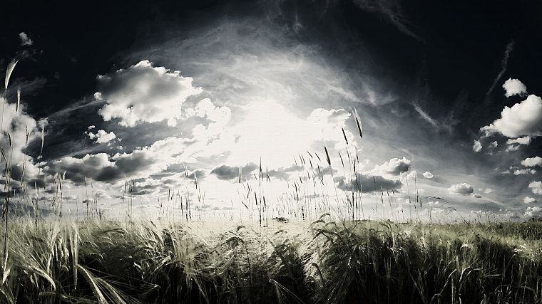 landscapes, wheat, artwork, skyscapes - desktop wallpaper