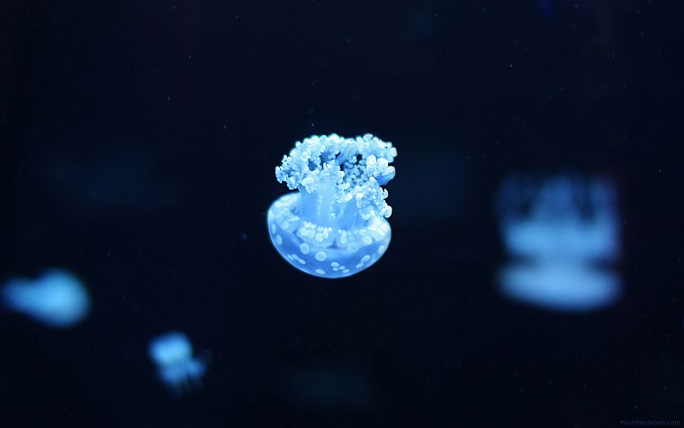water, blue, jellyfish, depth of field, underwater - desktop wallpaper