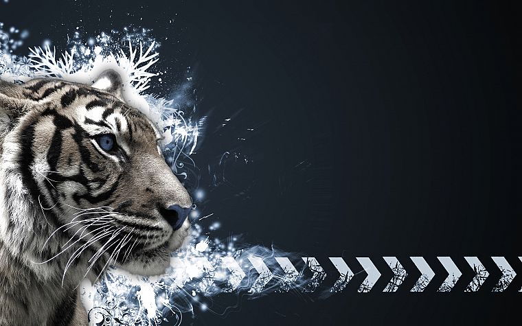 tigers, white tiger - desktop wallpaper