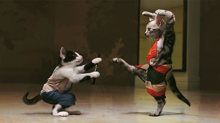 cats, animals, funny, mimi, Kung Fu, funny animals - desktop wallpaper