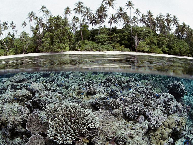 landscapes, palm trees, underwater, coral reef, Solomon Islands, split-view - desktop wallpaper