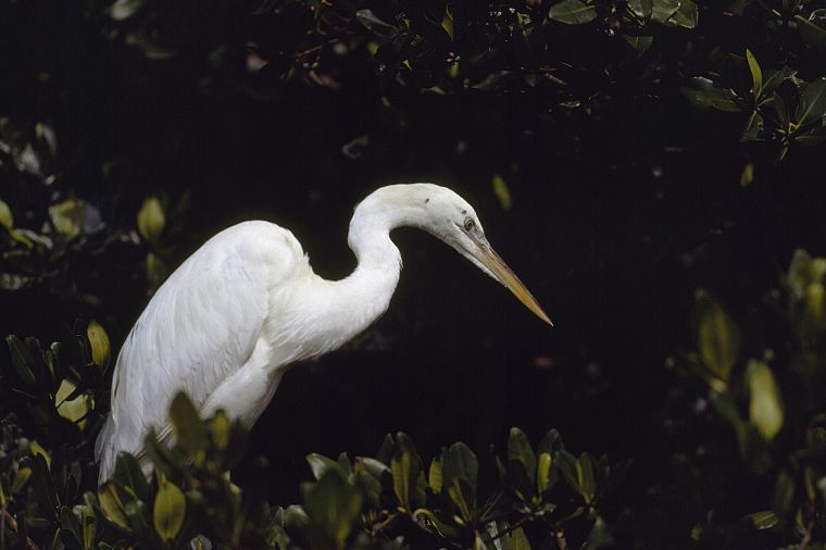 birds, Florida, National Park, snowy egret, egrets, Everglades - desktop wallpaper