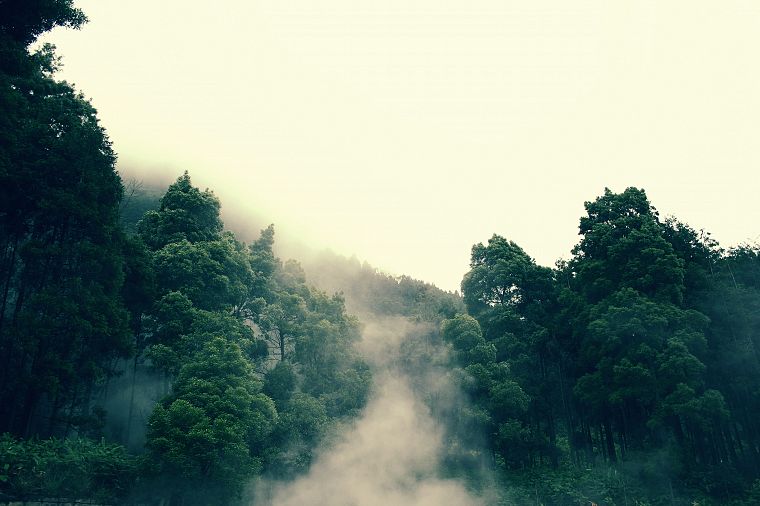 landscapes, trees, forests, mist, roads, rainforest - desktop wallpaper