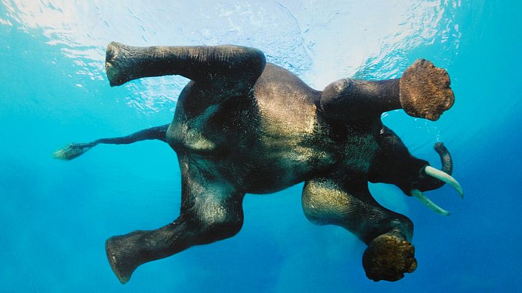 animals, swimming, elephants - desktop wallpaper