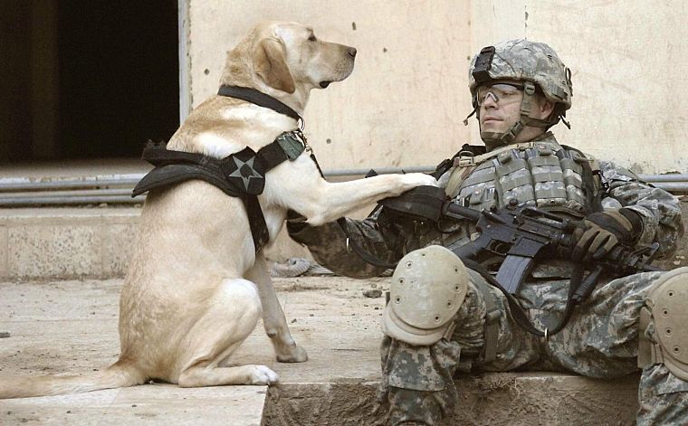 soldiers, army, military, animals, dogs, men - desktop wallpaper
