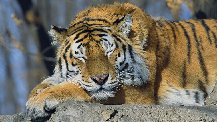 animals, tigers, Russia, sleeping, Siberian Tiger - desktop wallpaper