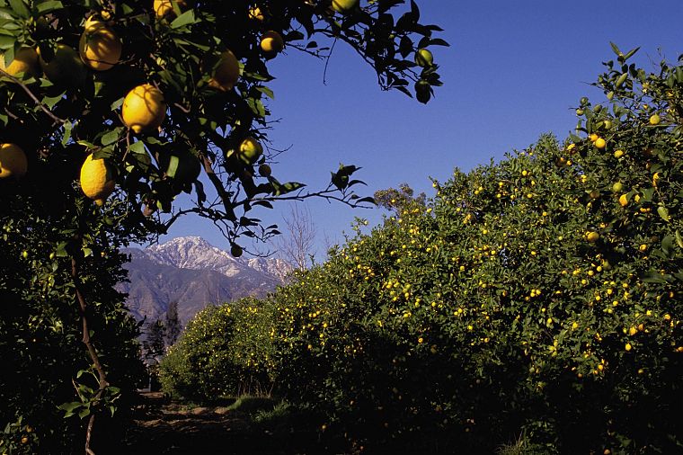 mountains, nature, fruits, California, lemons, fruit trees - desktop wallpaper