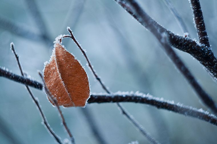 nature, leaves, frozen - desktop wallpaper