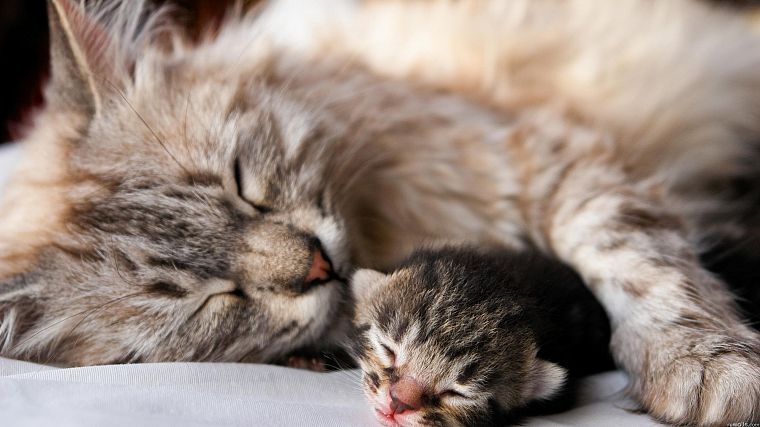 cats, animals, sleeping - desktop wallpaper