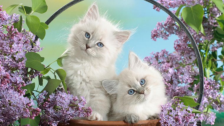 cats, blue eyes, blossoms - desktop wallpaper