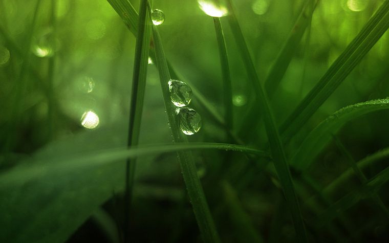green, landscapes, nature, grass, water drops, macro - desktop wallpaper