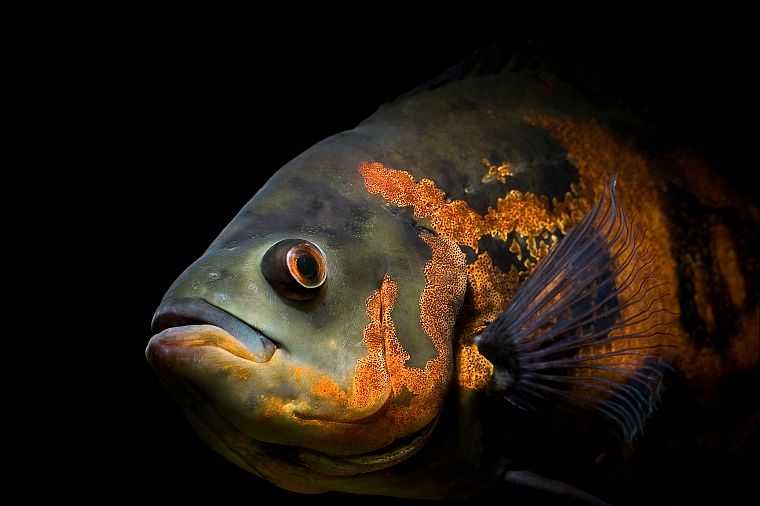 fish, oscar, underwater - desktop wallpaper