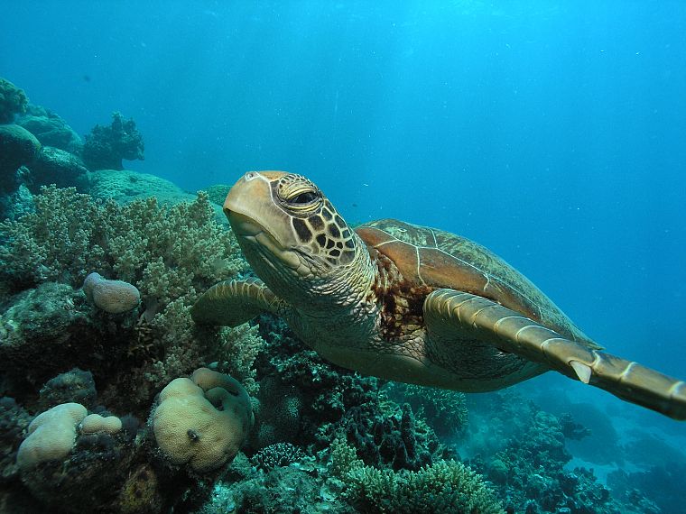 turtles, aquatic, underwater, sealife - desktop wallpaper