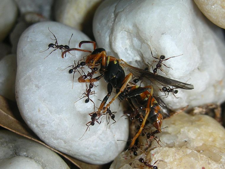 ants - desktop wallpaper