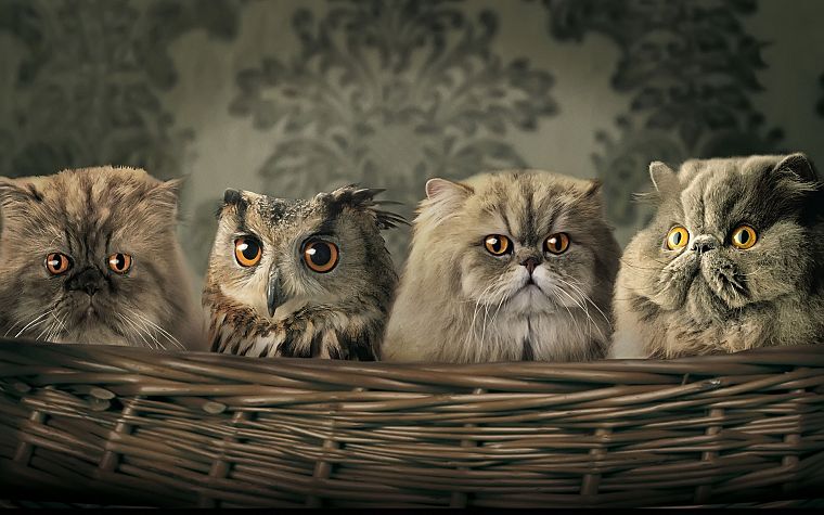 cats, owls, camouflage - desktop wallpaper