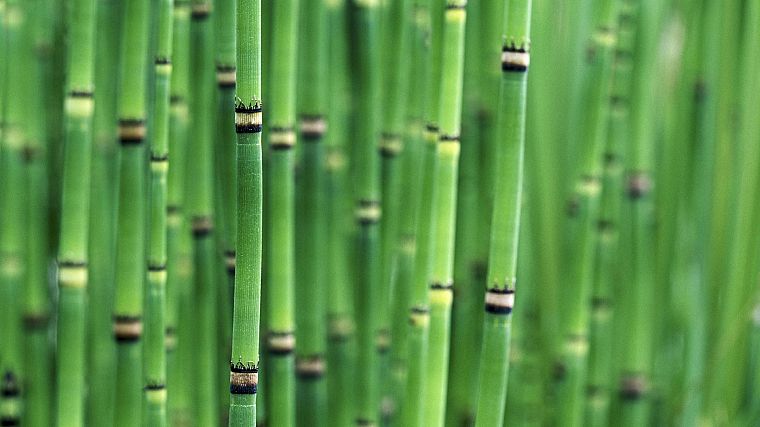 bamboo, golden - desktop wallpaper