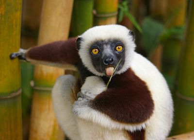 lemur - random desktop wallpaper