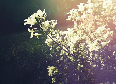 sunlight, white flowers - random desktop wallpaper