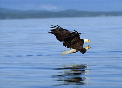 birds, eagles, lakes - desktop wallpaper