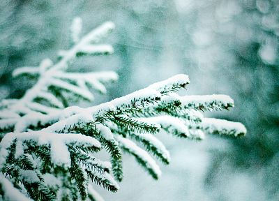 nature, winter, snow, trees, bokeh, pine trees - random desktop wallpaper