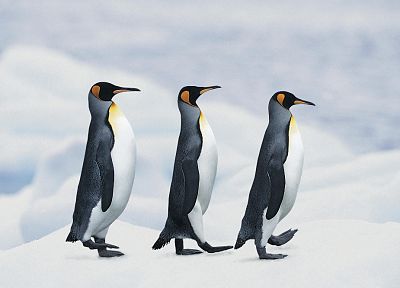 penguins - random desktop wallpaper