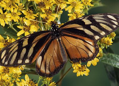 Queen, butterflies - related desktop wallpaper