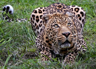 animals, outdoors, leopards - desktop wallpaper