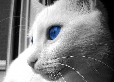 cats, blue eyes, animals - random desktop wallpaper