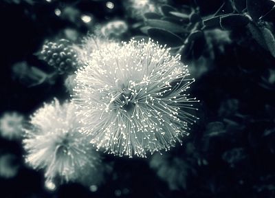 flowers, monochrome, Mimosa - random desktop wallpaper
