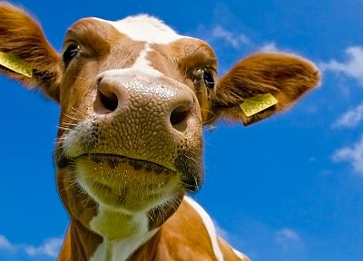 close-up, cows - desktop wallpaper