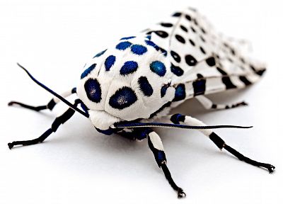 insects, moth - desktop wallpaper
