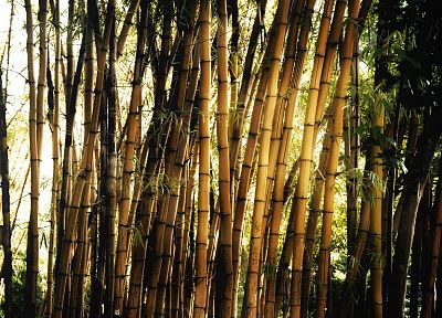 bamboo - duplicate desktop wallpaper