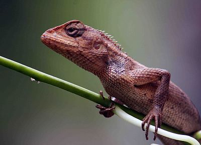 animals, lizards, reptiles - related desktop wallpaper