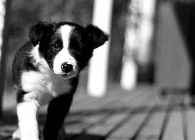 animals, dogs, puppies, grayscale, monochrome - related desktop wallpaper