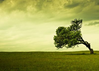 clouds, landscapes, nature, trees, fields, winds - related desktop wallpaper