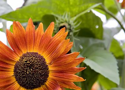 sunflowers, orange flowers - desktop wallpaper
