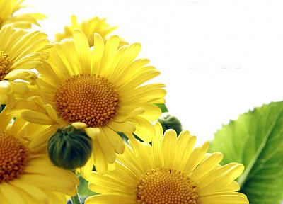 flowers, yellow flowers - desktop wallpaper