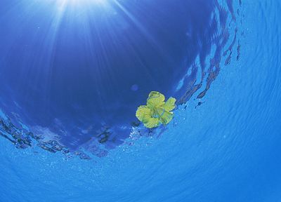 water, sunlight, yellow flowers, sea - desktop wallpaper