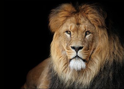 animals, lions - duplicate desktop wallpaper