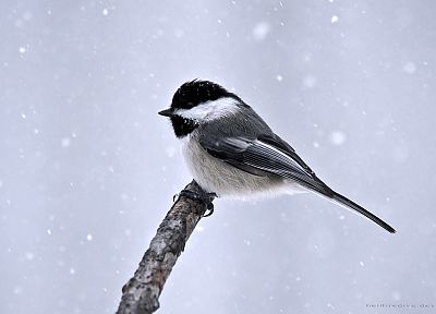 snow, birds - desktop wallpaper