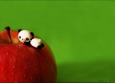 panda bears, apples, simple background, green background - desktop wallpaper