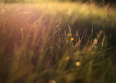 nature, flowers, grass, plants, sunlight, macro - random desktop wallpaper
